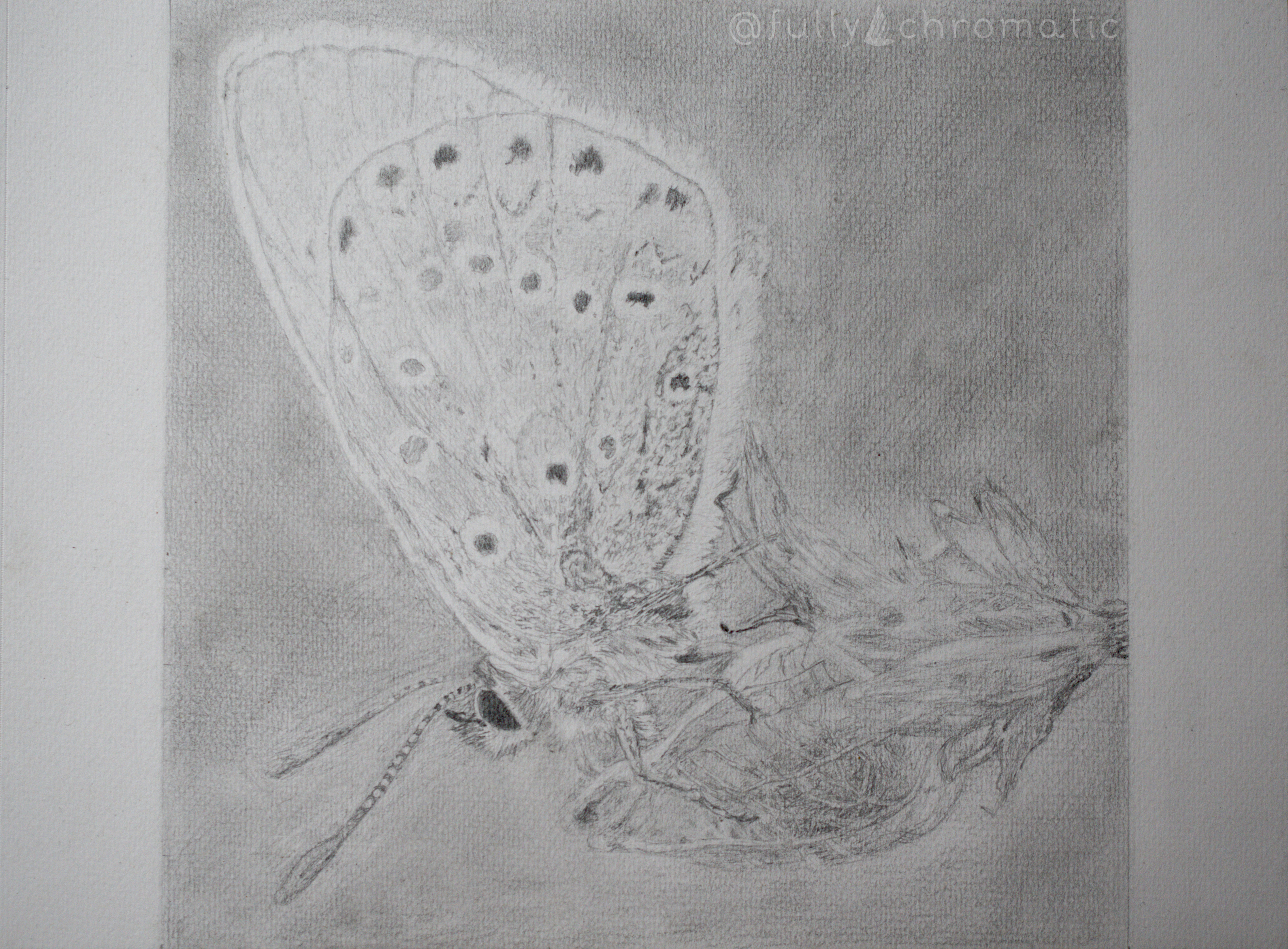 A detailed pencil drawing of a butterfly resting on a seed pod